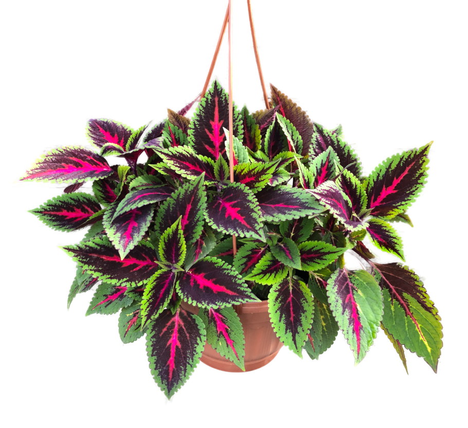 Растение колеус Блюме Конг