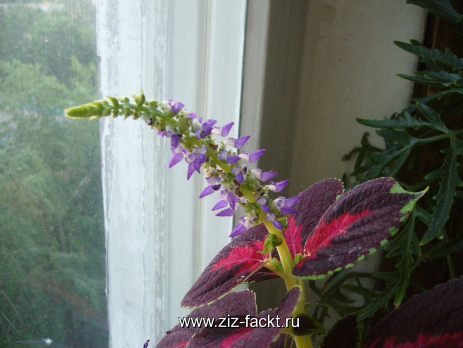 Цветок Крапивка колеус