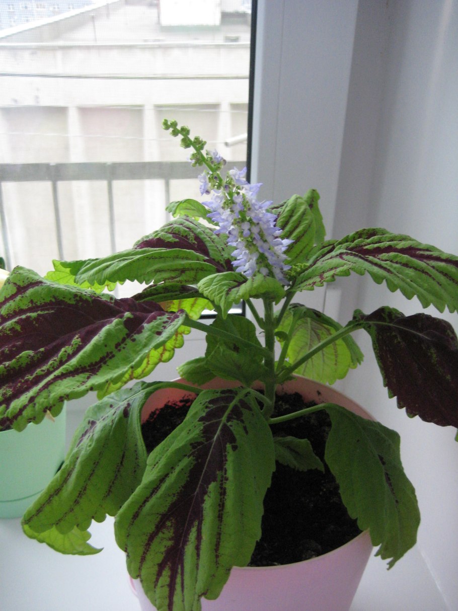 Колеус Red Croton II