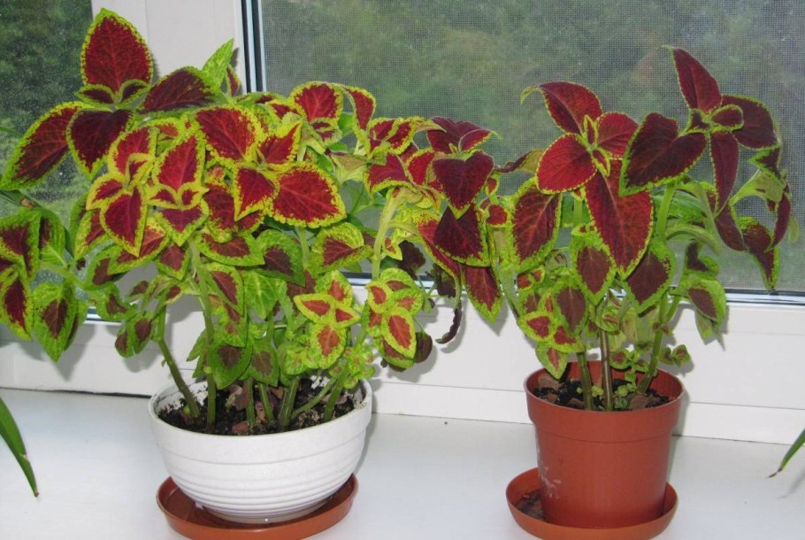 Колеус Ренельта