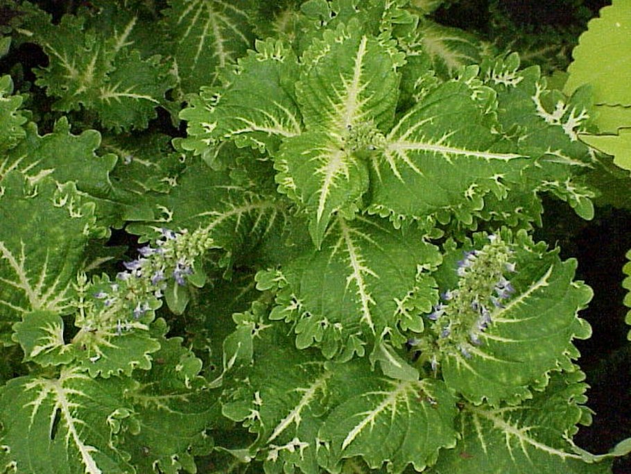 Колеус Black Beauty