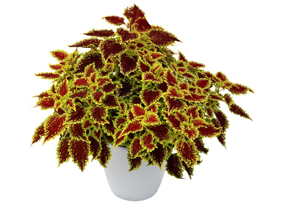 Колеус низбегающий