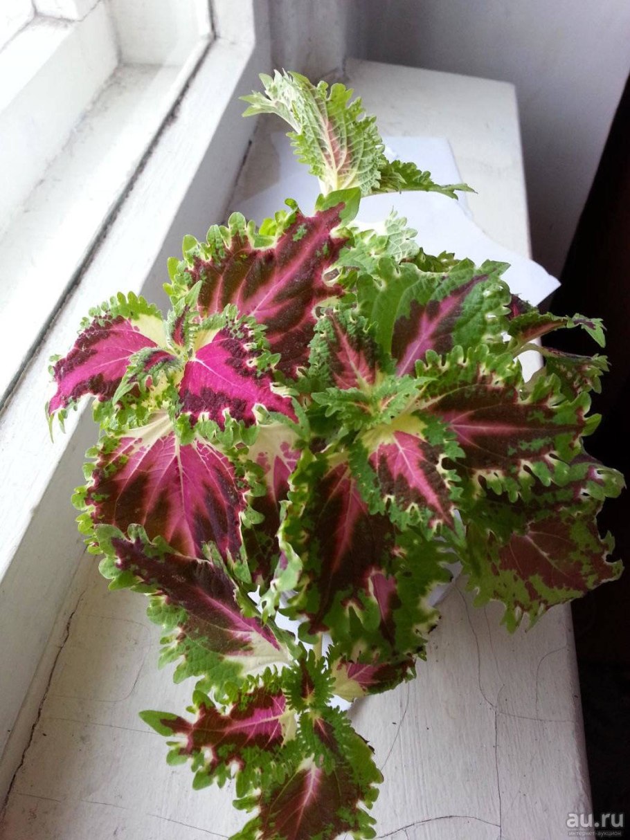 Колеус Крапивка