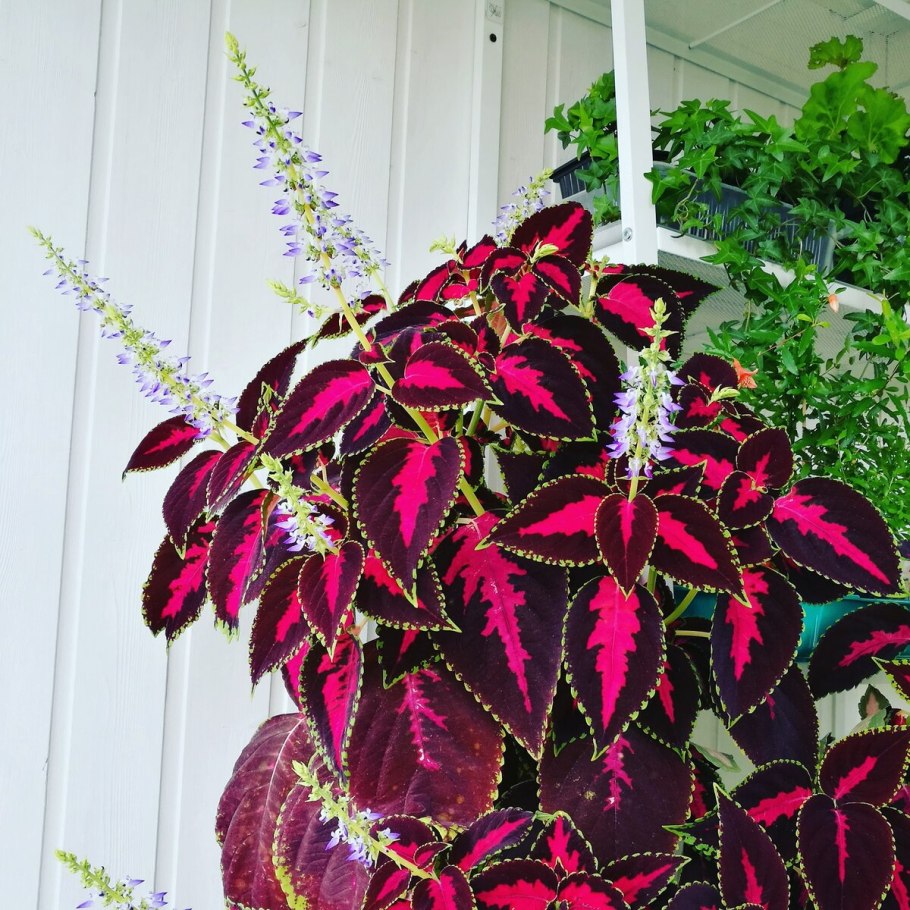 Цветная Крапивка