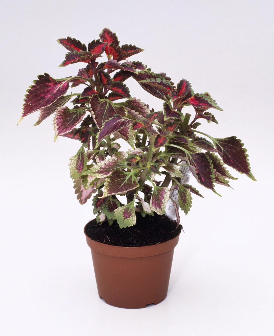 Колеус Вершаффельта