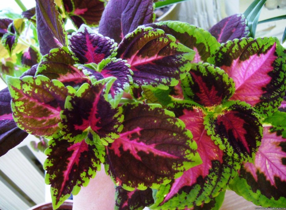 Колеус verschaffeltii.