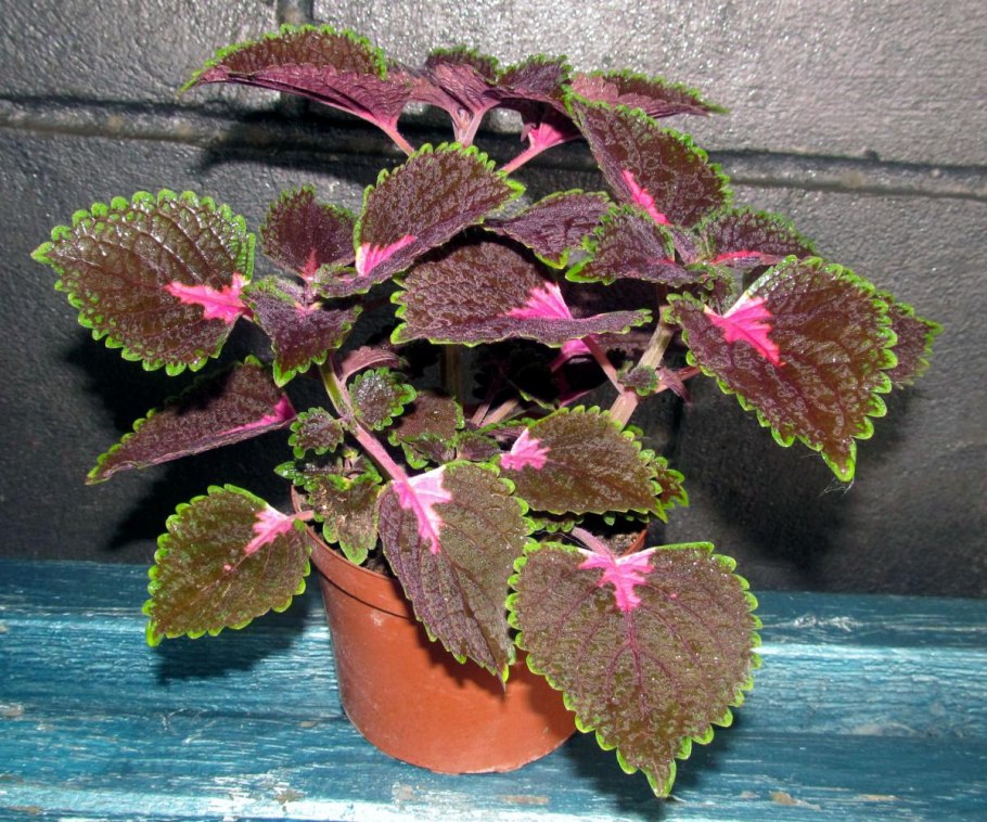 Колеус листья