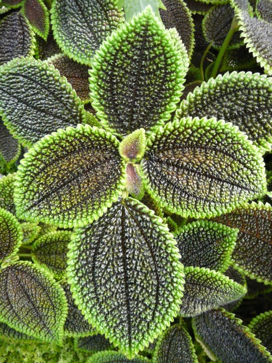 Колеусы, каладиумы