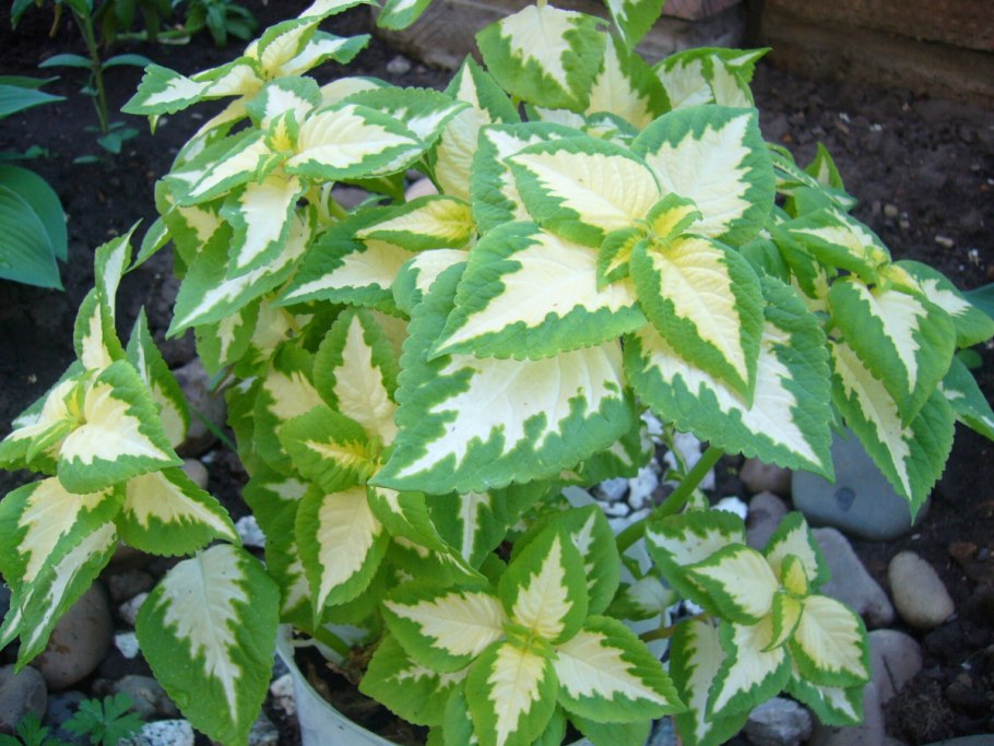 Колеус Крапивка