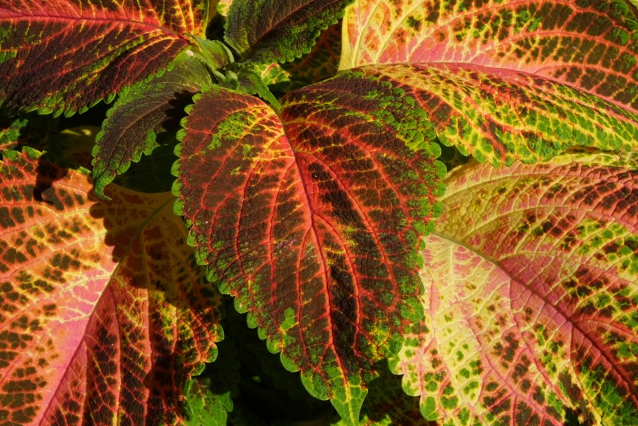 Колеус Крапивка