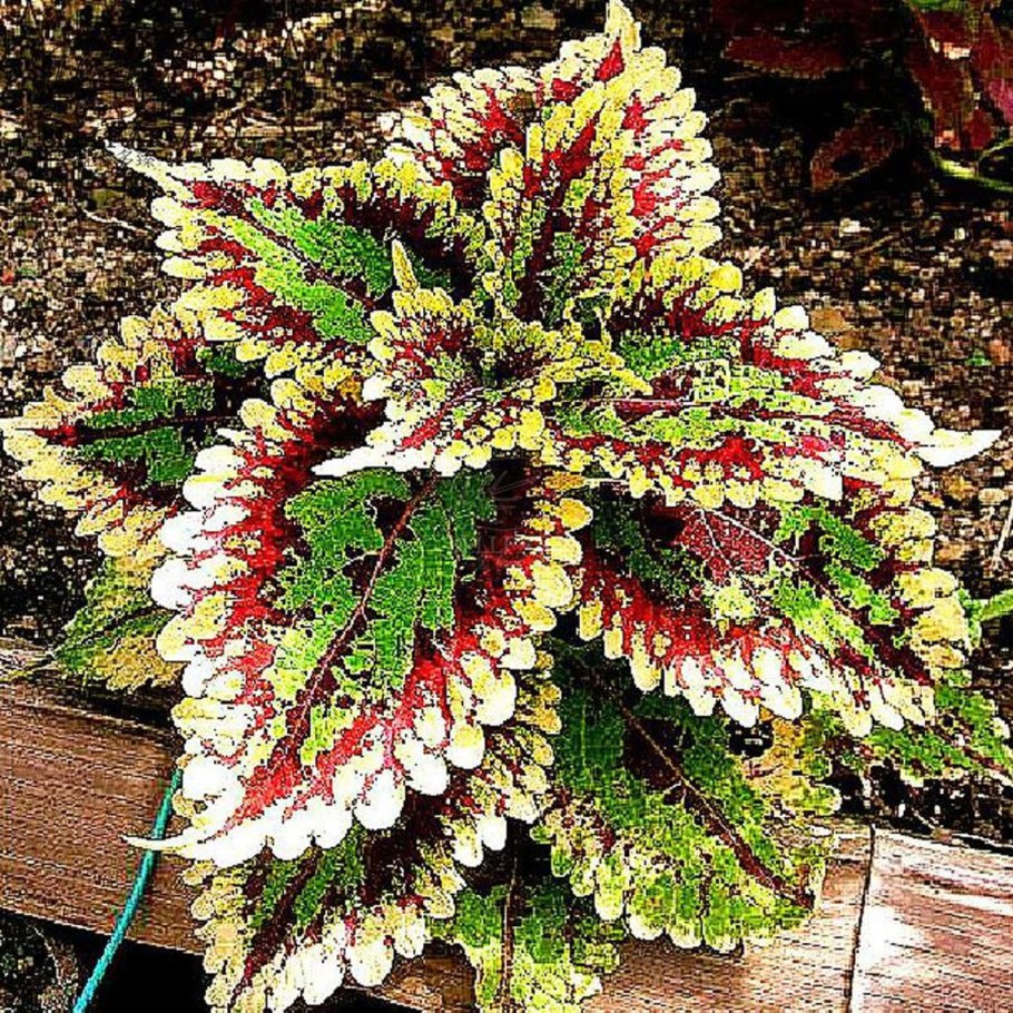 Колеус пестролистный