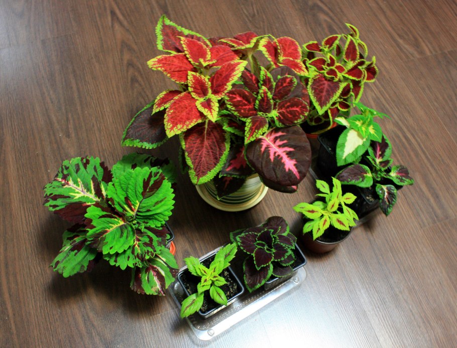 Новозеландское Крапивное дерево