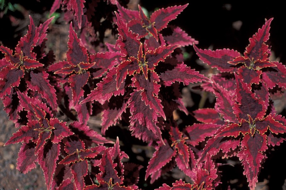 Колеус гибридный (Coleus hybridus)