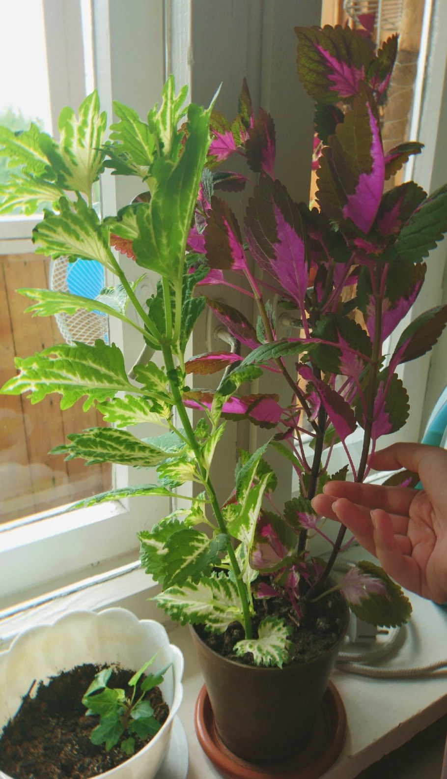 Колеус Black Prince