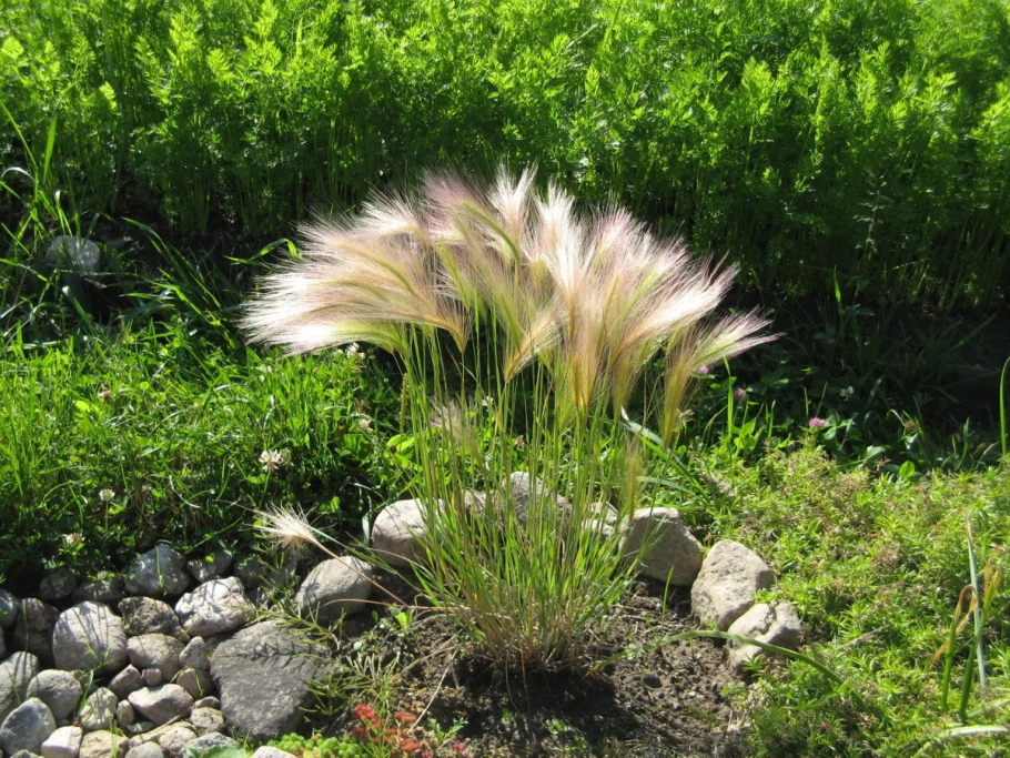 Stipa gigantea