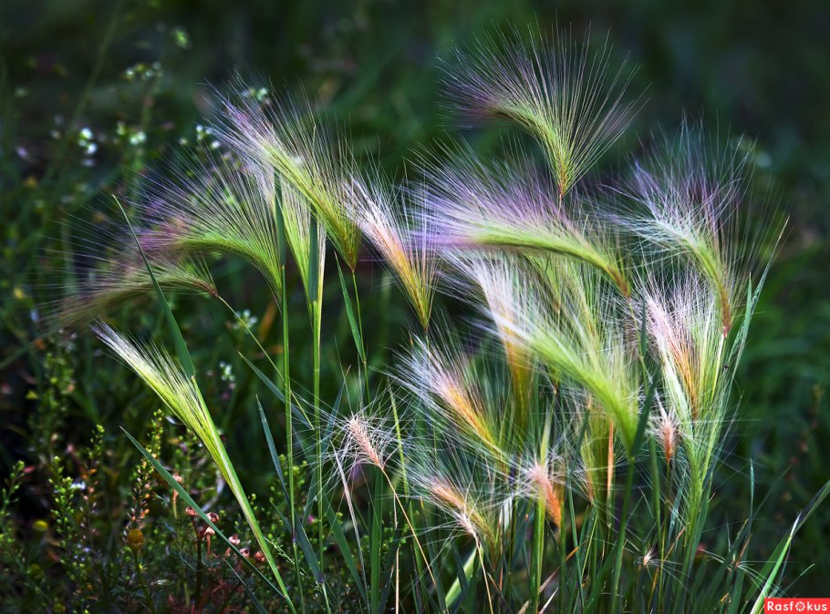 Пеннисетум Гамельн