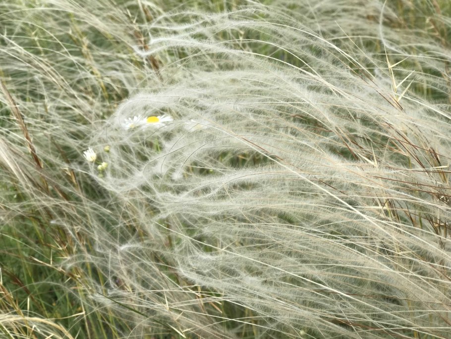 Ковыль тончайший (Stipa tenuissima) "Angel hair"