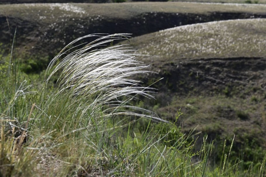 Ячмень гривастый (Hordeum jubatum)