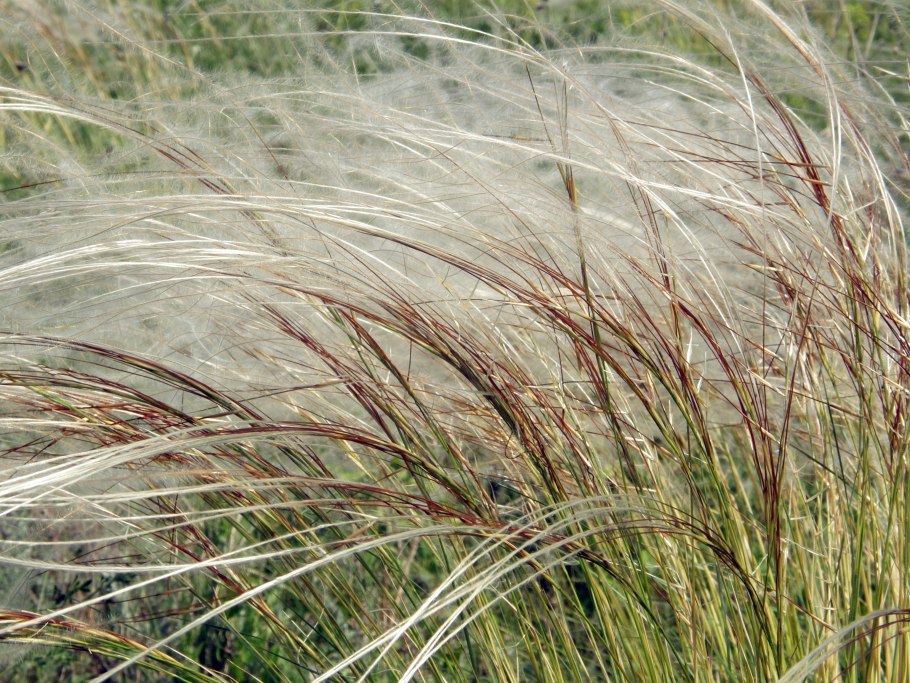 Ковыль ячмень гривастый (Hordeum jubatum)