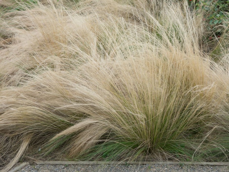 Ковыль перистый (Stipa pennata l.)