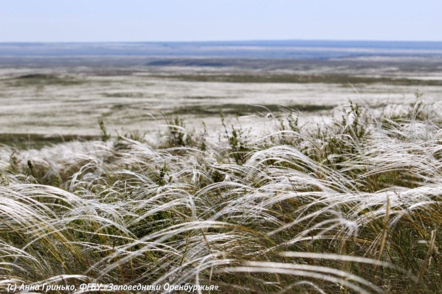 Ковыль трава Степная