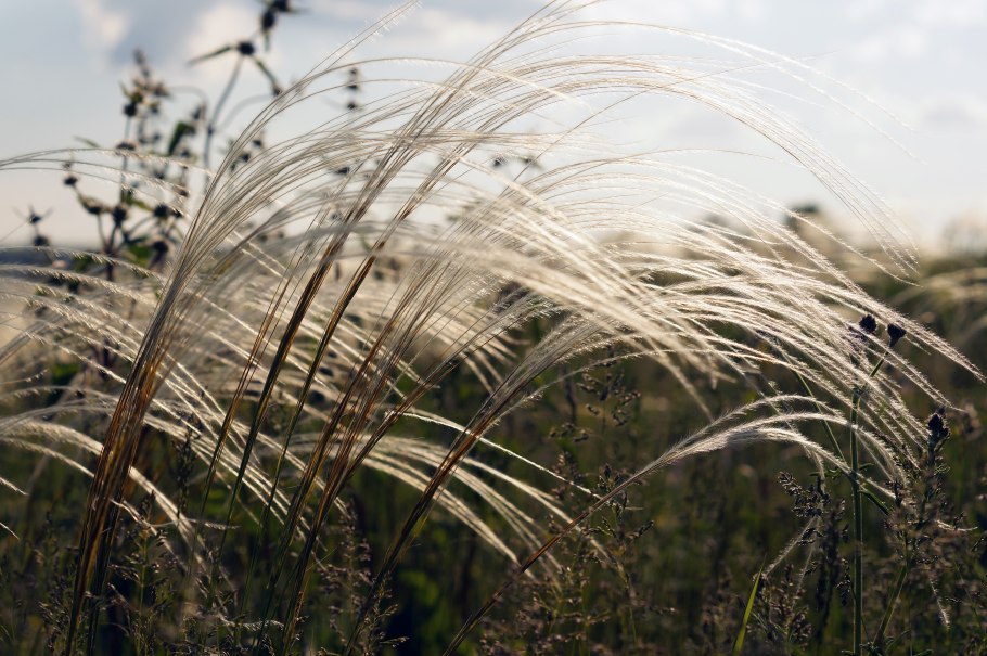 Ковыль Stipa tenuissima