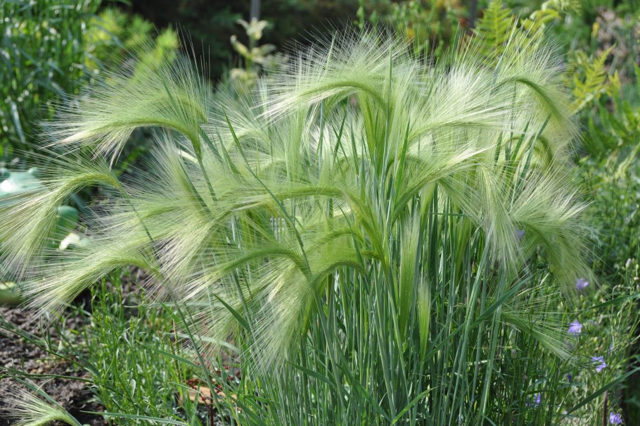 Ячмень гривастый (Hordeum jubatum)