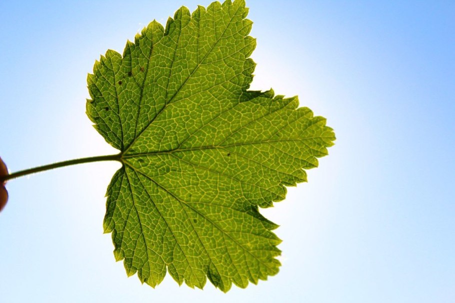 Садовая смородина