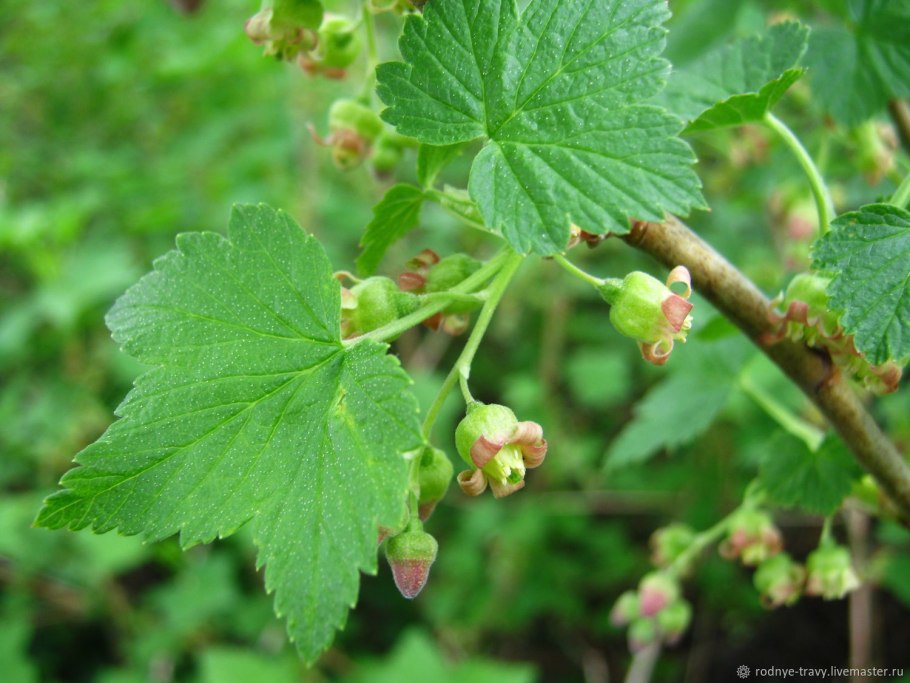 Листья смородины текстура