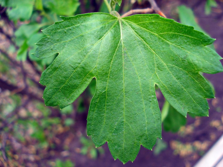 Листья красной смородины