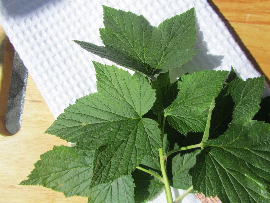 Смородина чёрная листья