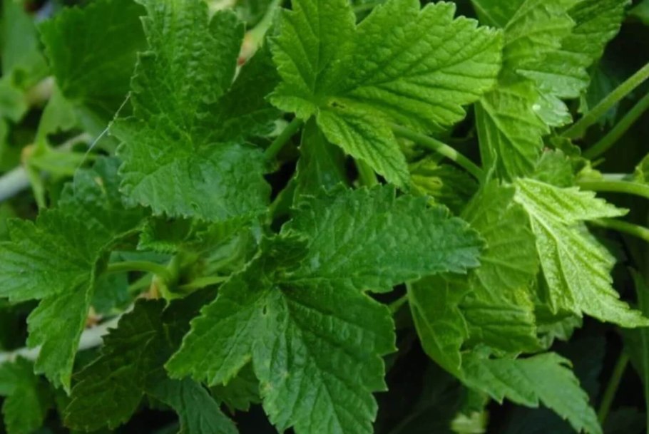 Смородина чёрная листья