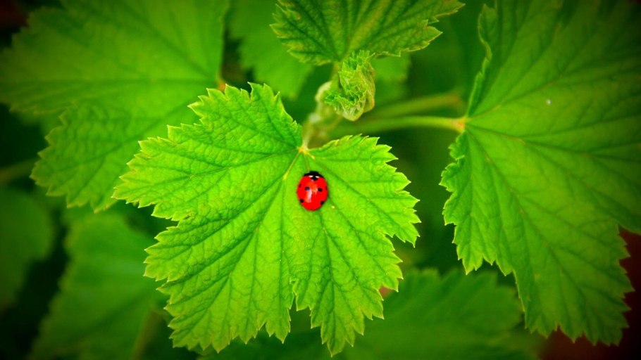 Смородина Шукшинская черная