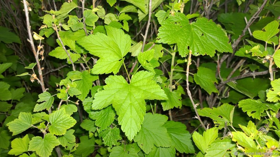 Красивая смородина вид