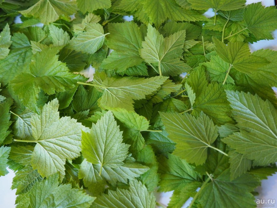 Черноплодная смородина