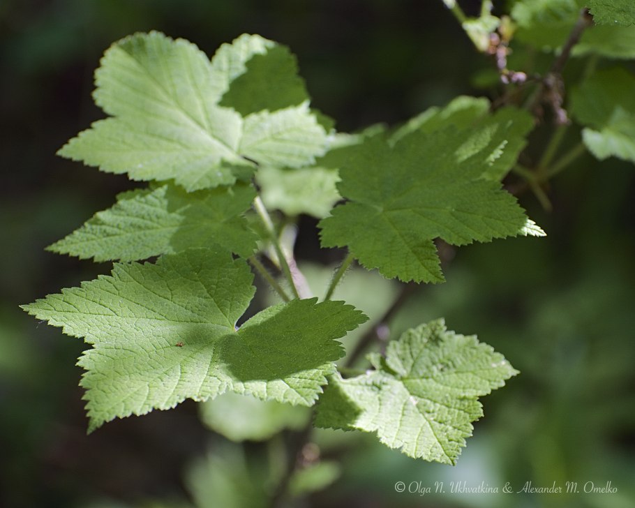 Смородина в миске