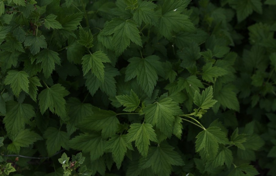 Смородиновый лист