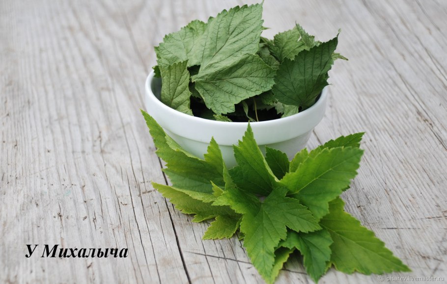 Смородина черная кора