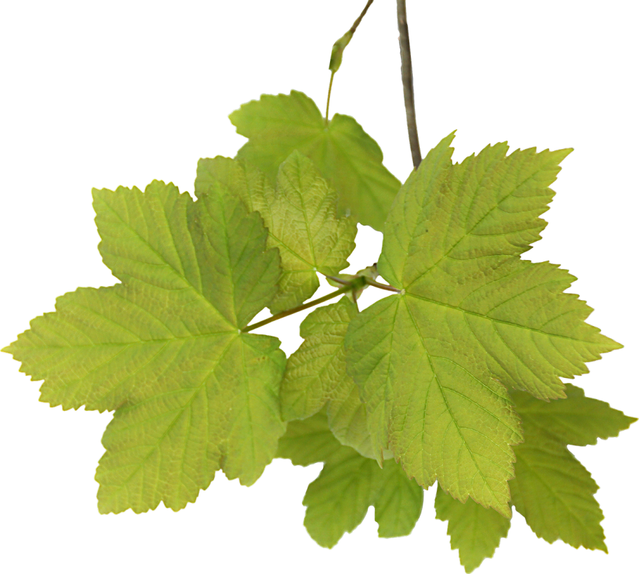 Лист смородины макро