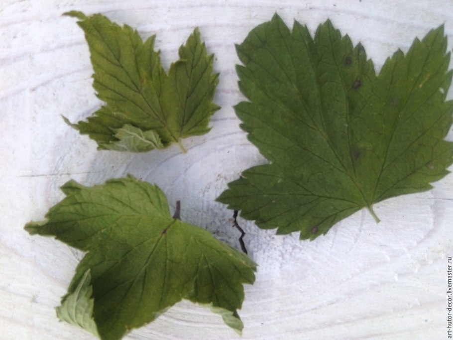 Лист винограда