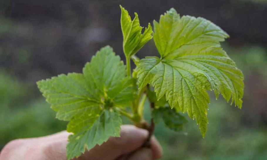 Смородина душистая ribes odoratum