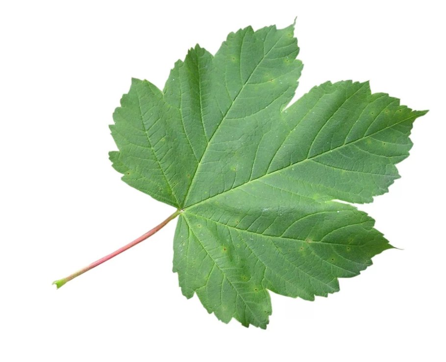 Лист смородины