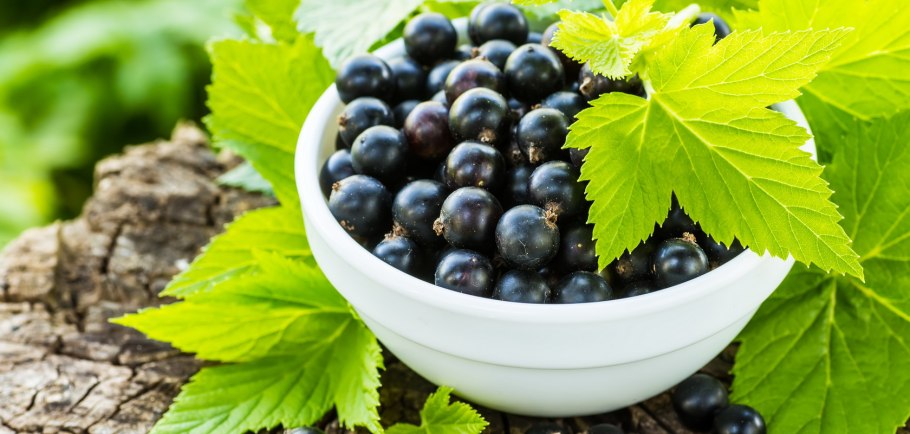 Молодые листья смородины