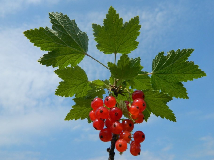 Смородина чёрная листья