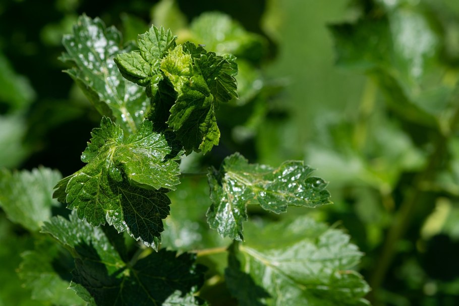 Смородина чёрная листья