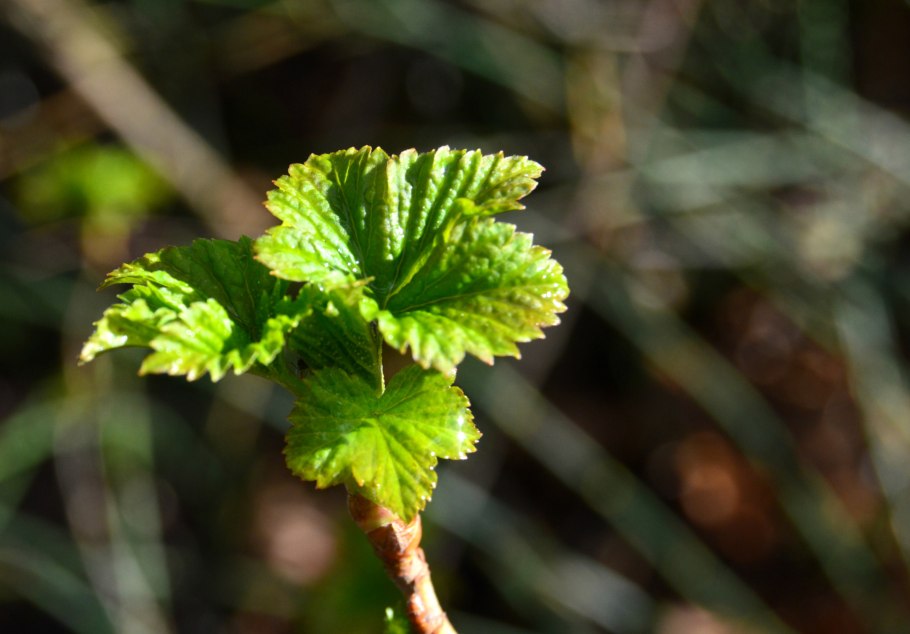 Листья черной смородины 50 гр.
