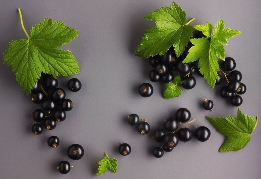 Смородина черная Бинар