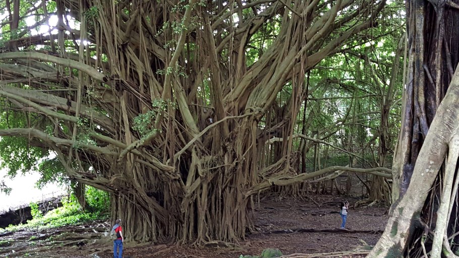 Секвойя и красное дерево