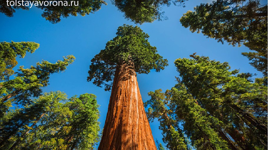 Секвойя дерево