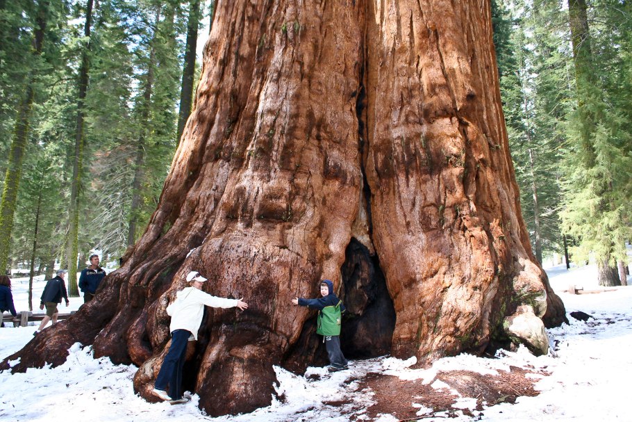 Дерево Великий Баньян в Индии